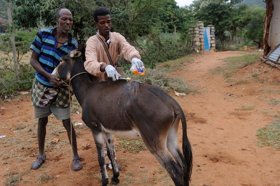 Veterinary College, Hassan